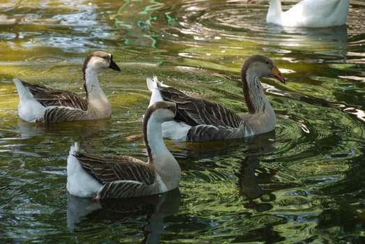 three gray goose in the foreground and a white swan in the background