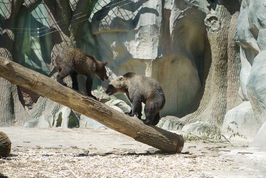 Two small beautiful bear cubs are played with each other sitting on a wooden bar