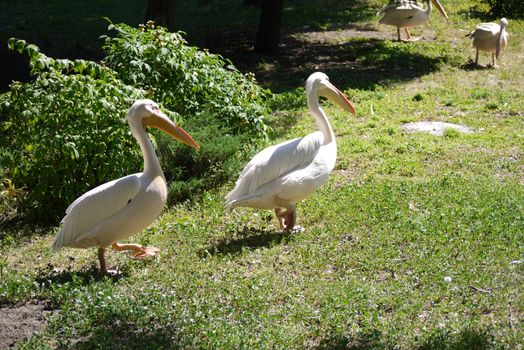 cheerful pelicans walking along the green grass in the park under the summer sun