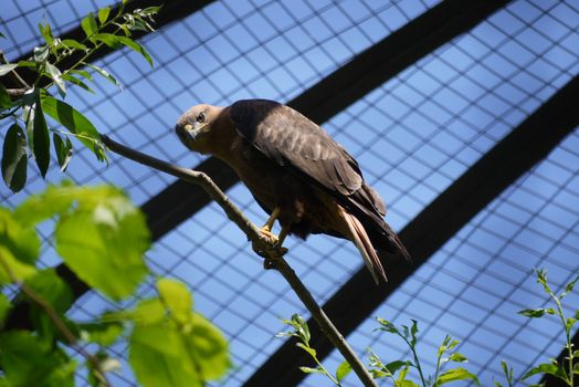 The hawk pierces the photographer with a stern gaze. Beautiful, predatory bird