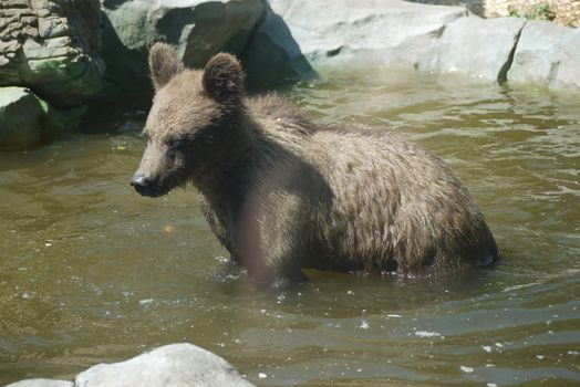 a little bear cub in the summer heat bathing in the water squeezed his eyes from pleasure