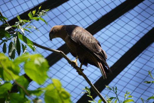 A predatory falcon sitting on a branch vigilantly peering around. With a net stretched from above not letting him fly away.