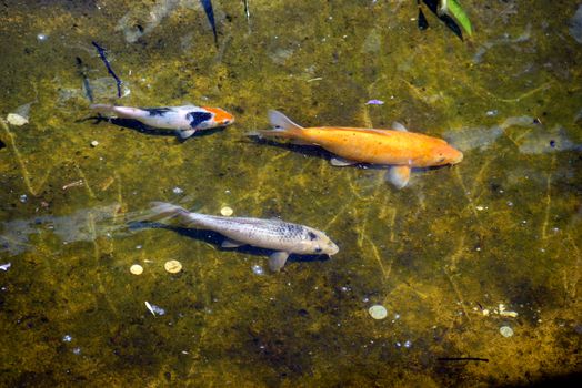 Wonderful orange and white-gray fish swim in a shallow pond on the zoo's teritory...