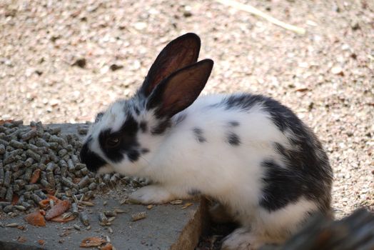 A white rabbit in black specks is a concentrated food