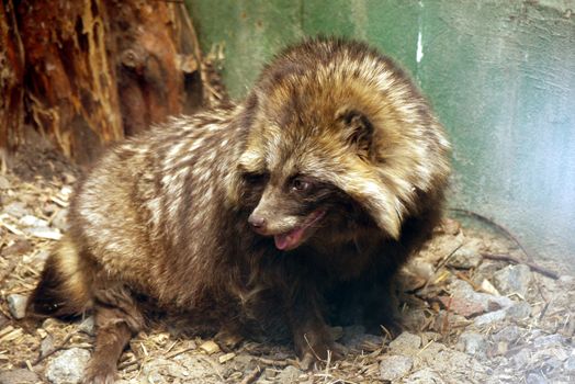 brown fluffy badger, raccoon in aviary. zoo, place of family rest with children