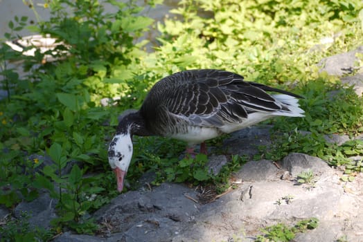 A duck with beautiful plumage is looking for food on a background of green grass and leaves.