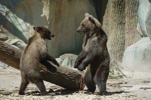 At the zoo two pets of brown bear are waiting for visitors walking around a log