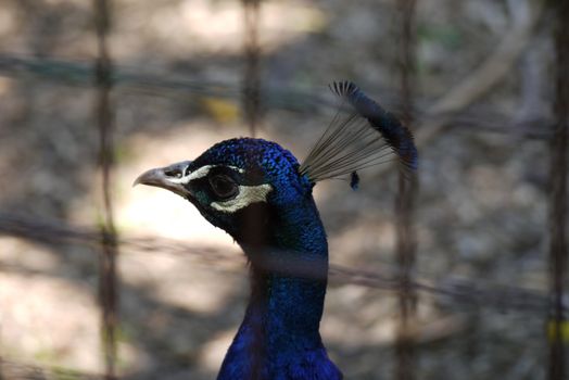 Beautiful with dark blue feathers head of a pheasant with bristles sticking out on the crown. Gently looking out of the fence.