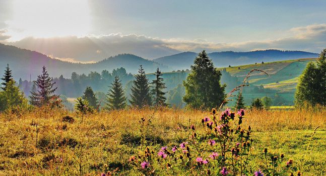 Dawn in the field with blooming herbs overlooking the green mountains