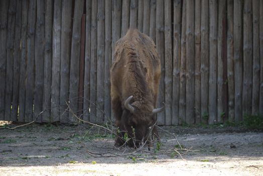 brown bull bent and eats branches on the background of a wooden picket fence