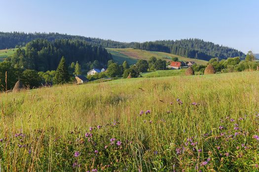 delicate and beautiful wild flowers on the hillside against the backdrop of the roofs of houses drowning in green trees