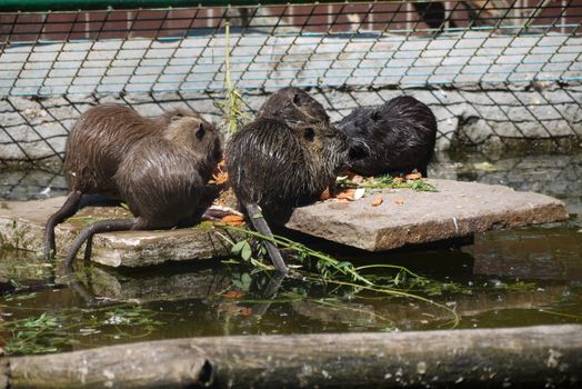 Fluffy long-tailed wet beasts got out of the water onto the rocks and eat vegetables. Pretty interesting and cute sight