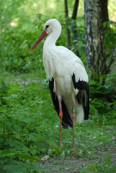 An adult white stork stands on the long red paws in the middle of the forest. A green label on the paw