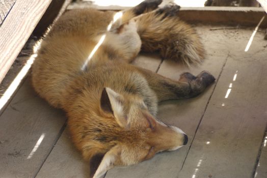 Beautiful orange fox tired sleeps on the wooden floor of the zoo enclosure