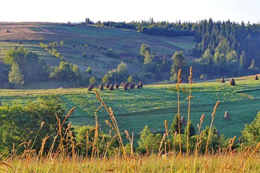 harvested dried grass standing in stalks forage for livestock for the winter