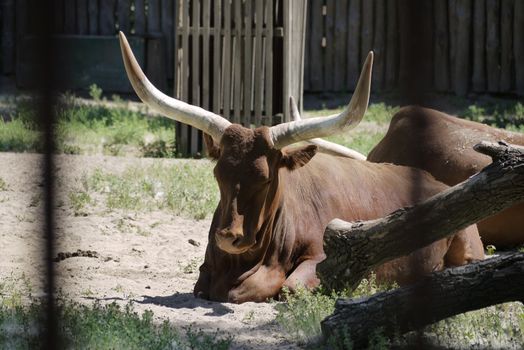 a drowsy buffalo with big horns in the afternoon heat