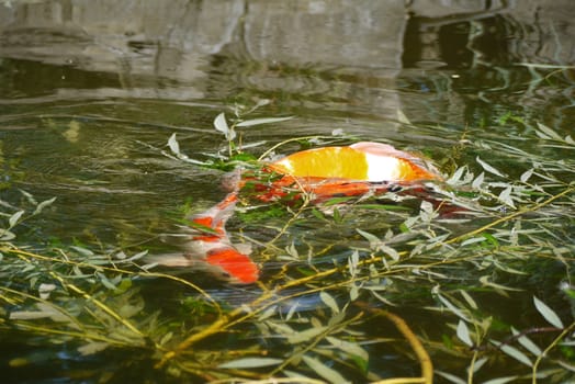 two bright goldfishes, decorative carp in green water among willow branches