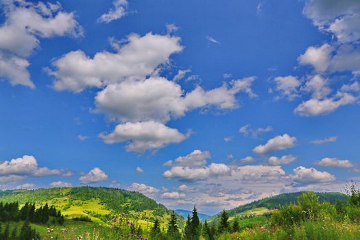 Wildflowers and the tops of mountains against a blue sky with white clouds