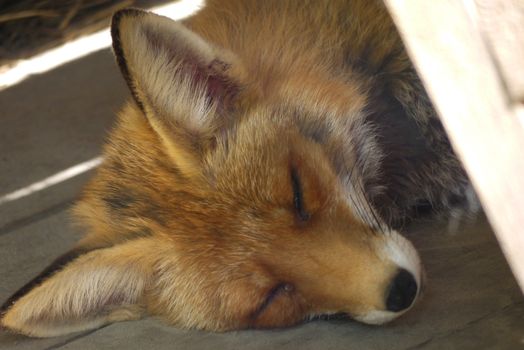Close-up of a sleeping fox in the rays of sunlight with a skin of orange