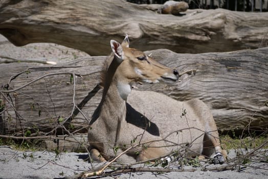 A beautiful animal in the zoo looks away. Sitting near the dry huge tree trunks.