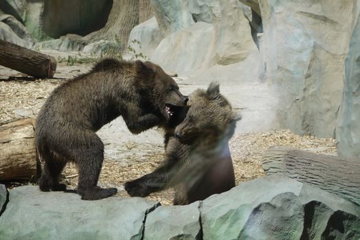 on the stones in the zoo a bear cub roars in his brother's ear