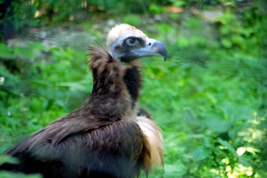 baldhead brown griffin, eagle, condor, falcon on the background of greenery. zoo, place of family rest with children