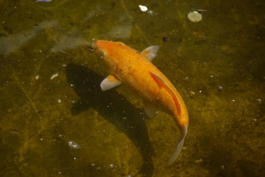 The golden carp kio adorns a pond gracefully burning under clear water