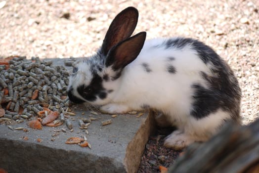Lovely white with black spots rabbit pricked up ears and gingerly eats food glancing around.