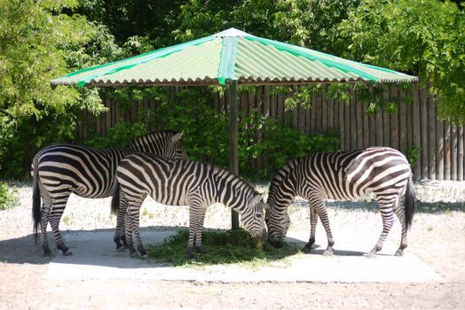 striped zebras chewing delicious grass in the shade under a canopy