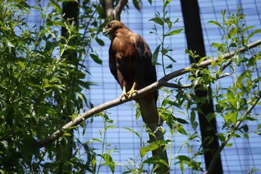 A feathered falcon sits on a branch with green leaves and looks dangerously aside