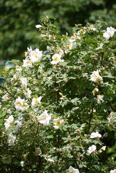 blooming white roses bush on a green background with sunny clear weather