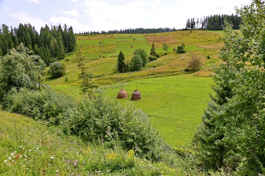 Green hillsides with squares of dry harvested hay. With growing trees against the sky.
