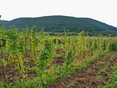 young green shoots of plants and heads of sunflowers against the backdrop of mountain slopes visible in the distance