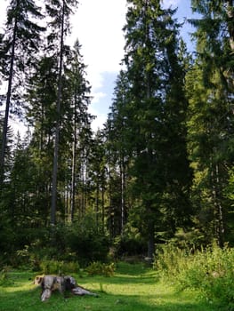 A cozy forest glade with a huge stump and tall coniferous trees in the distance. A place for family rest