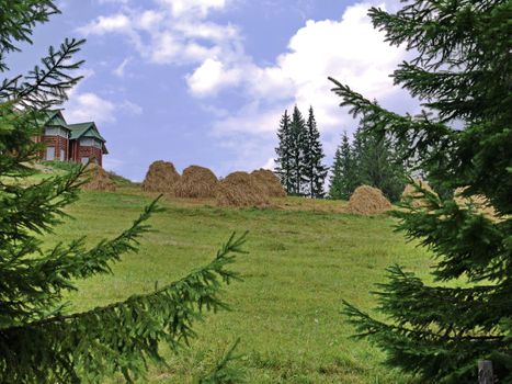 Forest area with hay stumps and a view of the country house in the paws of firs