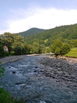Rapid mountain river, flowing around the stones against a lush green forest