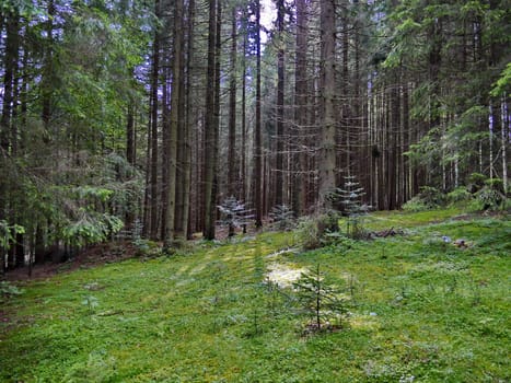 Forest glade with small trees against the background of high trunks of pines