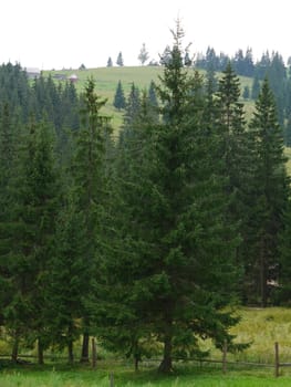 Fir trees and pines cover the bare plain without trees
