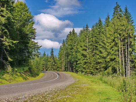 asphalt road through a green coniferous forest under a blue cloudy sky. a place of rest, tourism, picnic