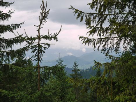 A spruce grove in the background of a wonderful majestic mountain under a dull gray sky