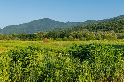 A small haystack standing in a meadow with growing flowers against the background of green mountain slopes and a blue sky.