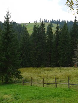 A beautiful picturesque glade with wonderful fir trees in the background of a clear summer sky