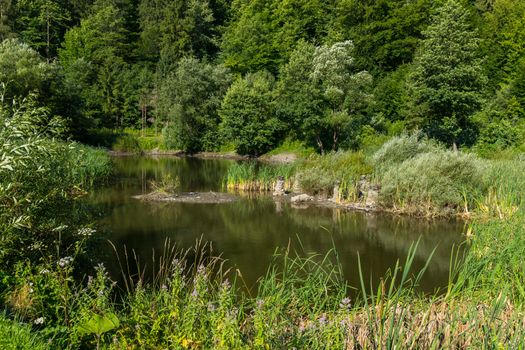 A tiny, bushy pond in the forest, among the green trees