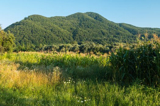 High stalks of corn growing on a home garden. With thickets of green trees nearby and mountain slopes stretching into the distance.