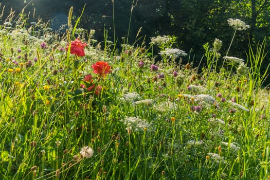 A variety of wildflowers growing in the dense grass under the rays of the warm summer sun next to the thickets of bushes.