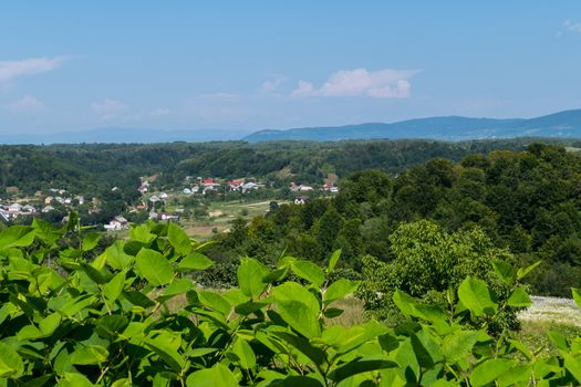 bright green leaves of a tree in the background of the village in the forest