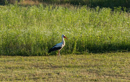 A beautiful stork of black and white with an orange beak on the background of a green field with grass