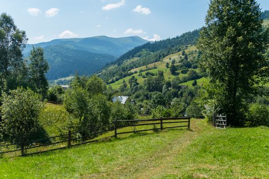 Pasture with green, juicy grass for horses, cows and other animals fenced