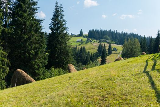 sloping haystacks on a steep slope of a hill near a village on the background of high fir trees