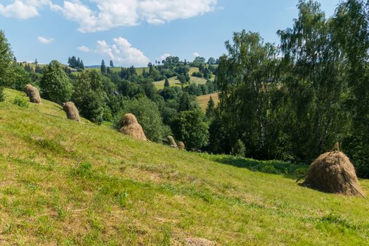 The lumps of dry hay stand on the islands near the descent to the ravine